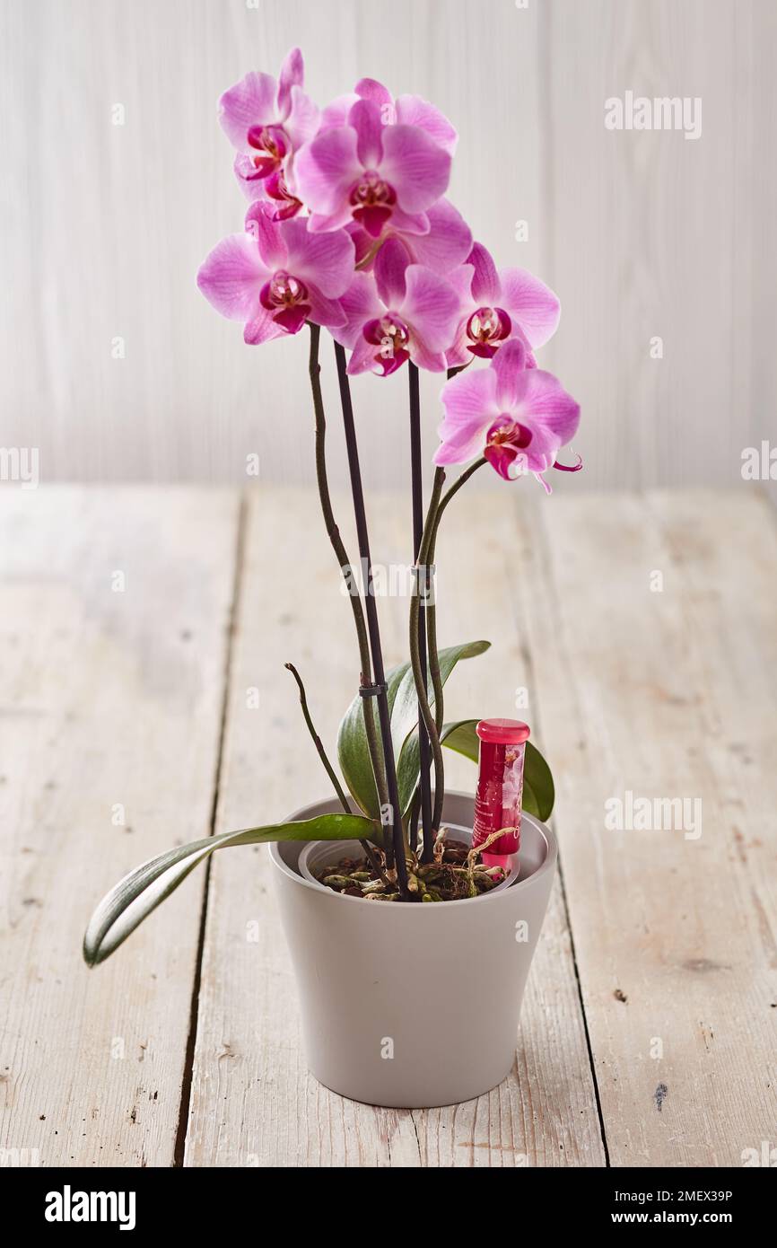 Fruttiazione orchidea Foto Stock