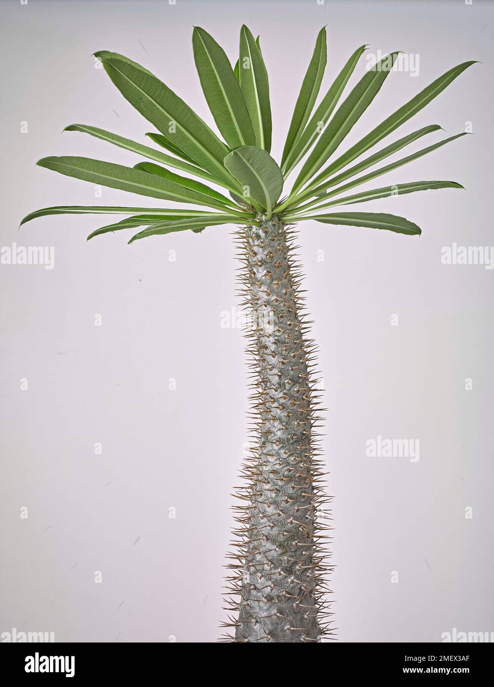 Pachypodium lamerei (palma del Madagascar) pianta succulenta con tronco grigio argenteo coperto da spine affilate Foto Stock