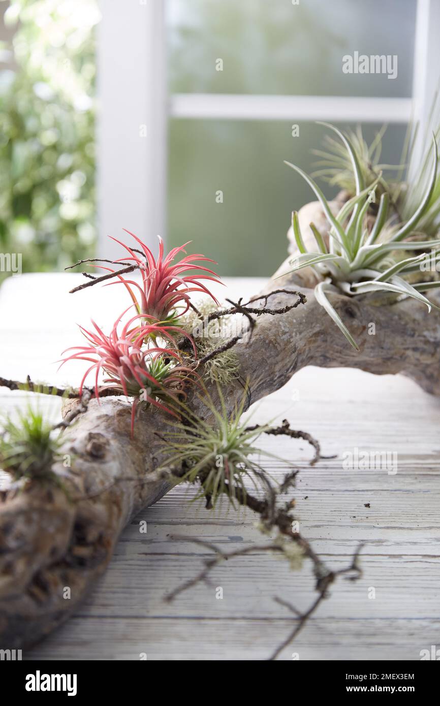 Airplant Stand fase 4 aggiunta di impianti alla filiale Foto Stock