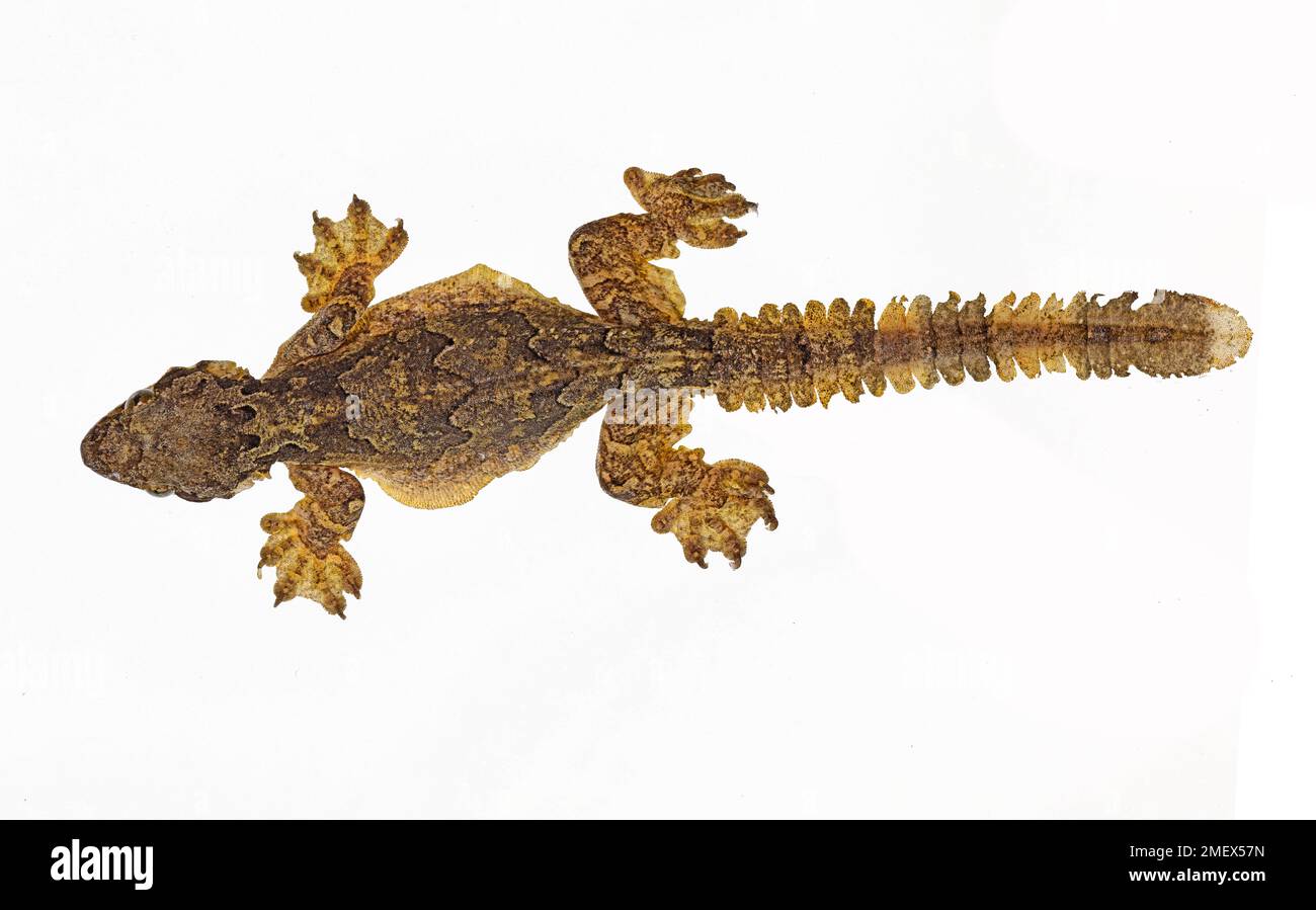 Geco volante, Ptychozoon kuhli Foto Stock