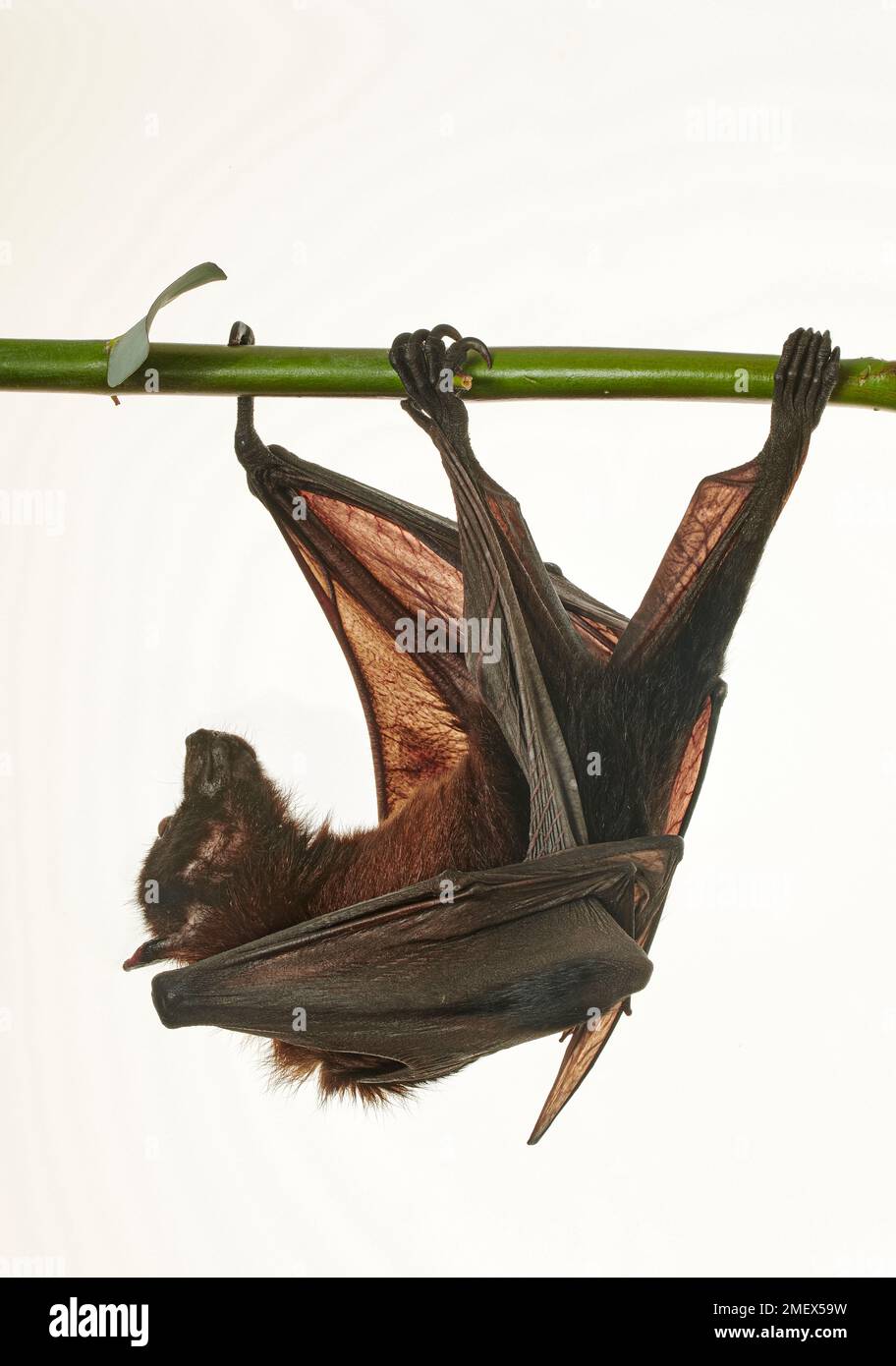 Volpe volante indiana, Pteropus giganteus Foto Stock