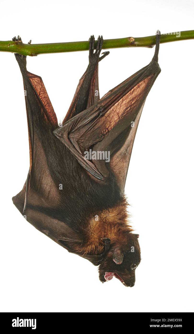 Volpe volante indiana, Pteropus giganteus Foto Stock
