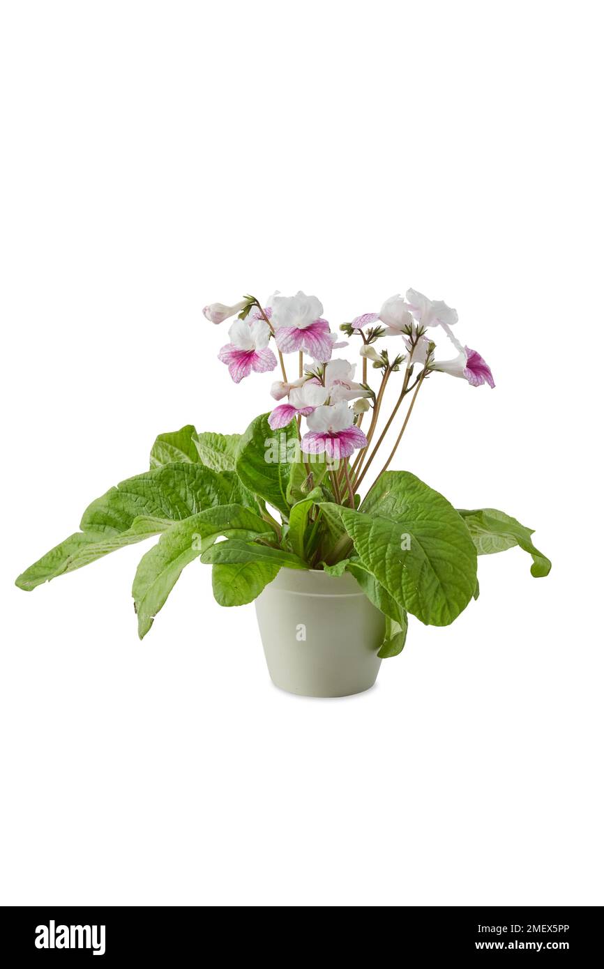 Leyla Rosa Streptocarpus Foto Stock