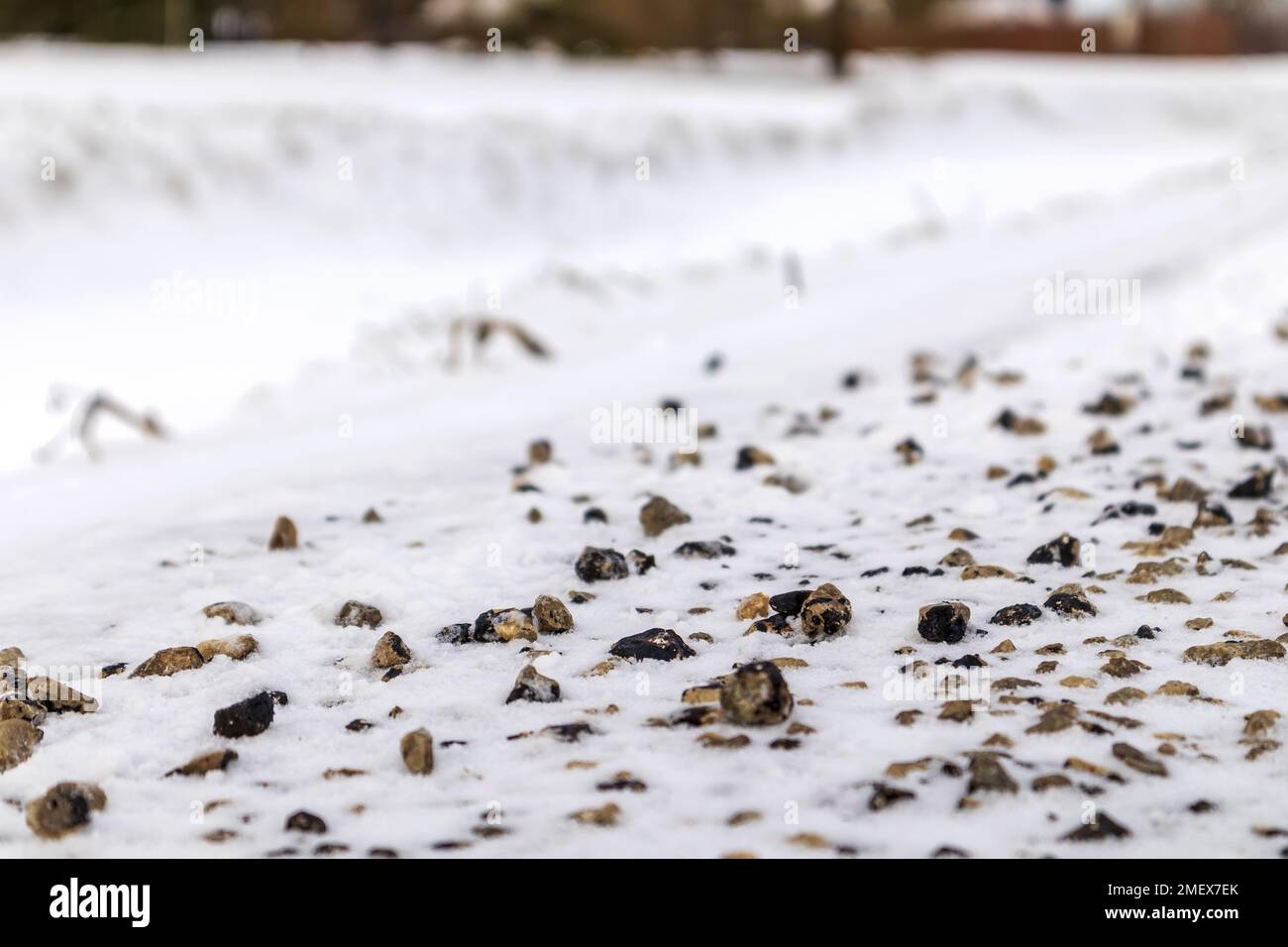 Molte piccole pietre di colore marrone e grigio nella neve bianca Foto Stock