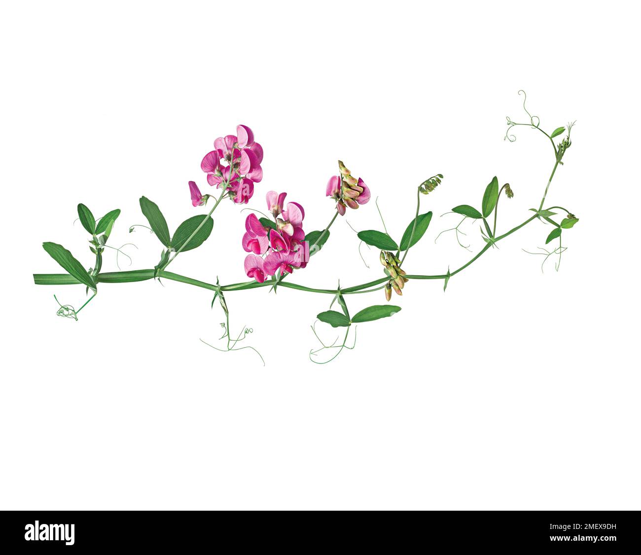 Lathyrus odoratus Fiori di piselli dolci e germogli di fiori Foto Stock