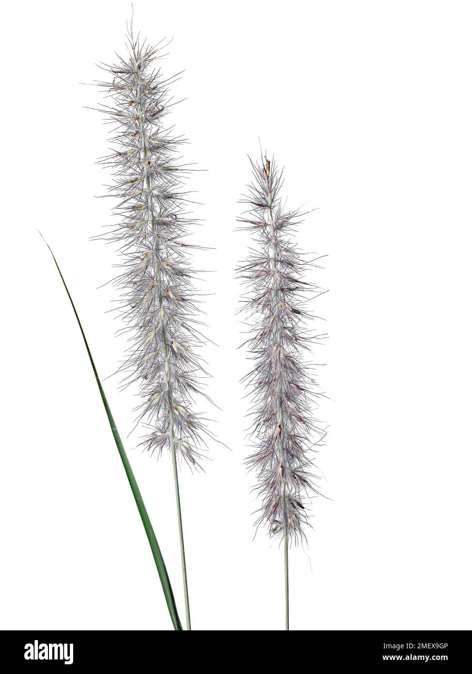 Pennisetum orientale (erba fontana orientale) Foto Stock