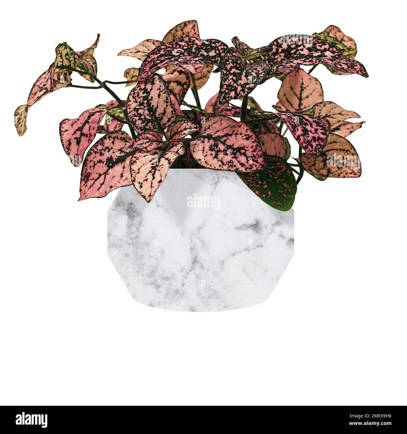 Begonia fuochi d'artificio Foto Stock