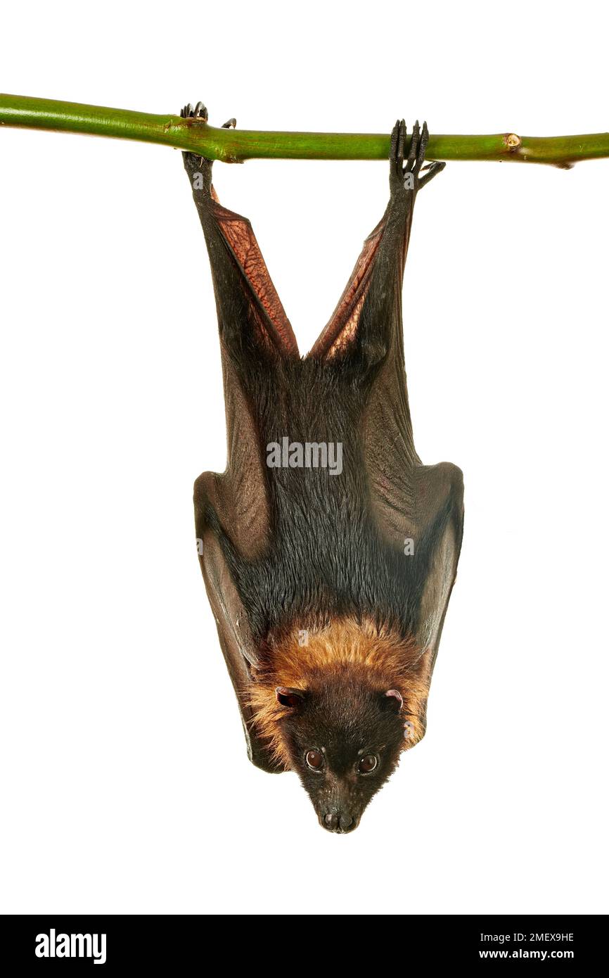 Volpe volante indiana, Pteropus giganteus Foto Stock