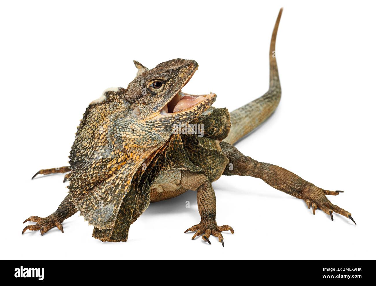 Lucertola frollata, Chlamydosaurus kingii Foto Stock