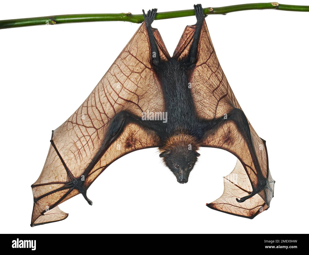 Volpe indiana, Pteropus giganteus, ali sparse Foto Stock