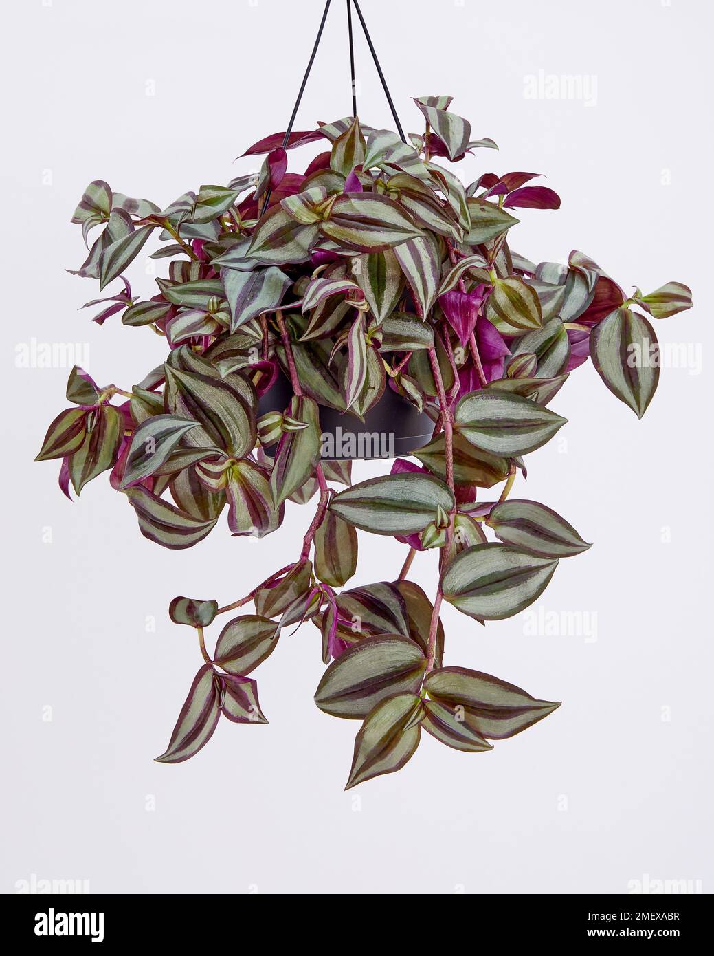 Tradescantia Zebrina Silver Inch pianta Foto Stock