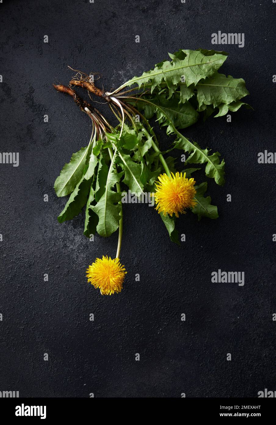Rimedi naturali della menopausa Foto piante e radici di dente di leone fresco Foto Stock