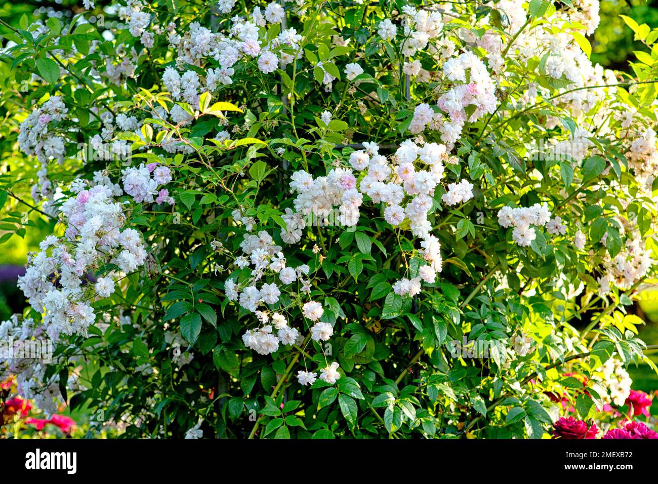 Rosa "Paul's Himalayan Musk' Foto Stock