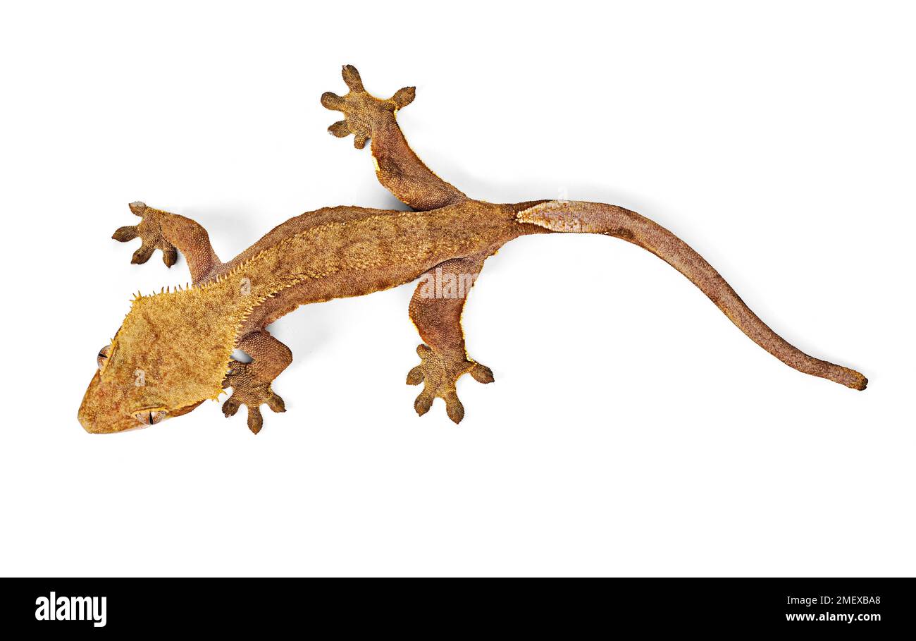 Gecko crestato, Correlophus ciliatus, dall'alto Foto Stock
