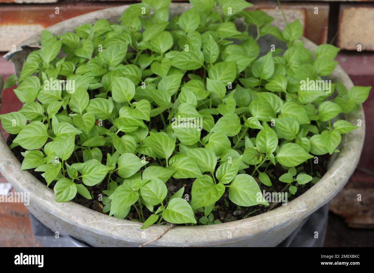 Vista ad angolo alto di un sacco di piccole piante Chili che crescono su secchio in un vivaio di piante Foto Stock