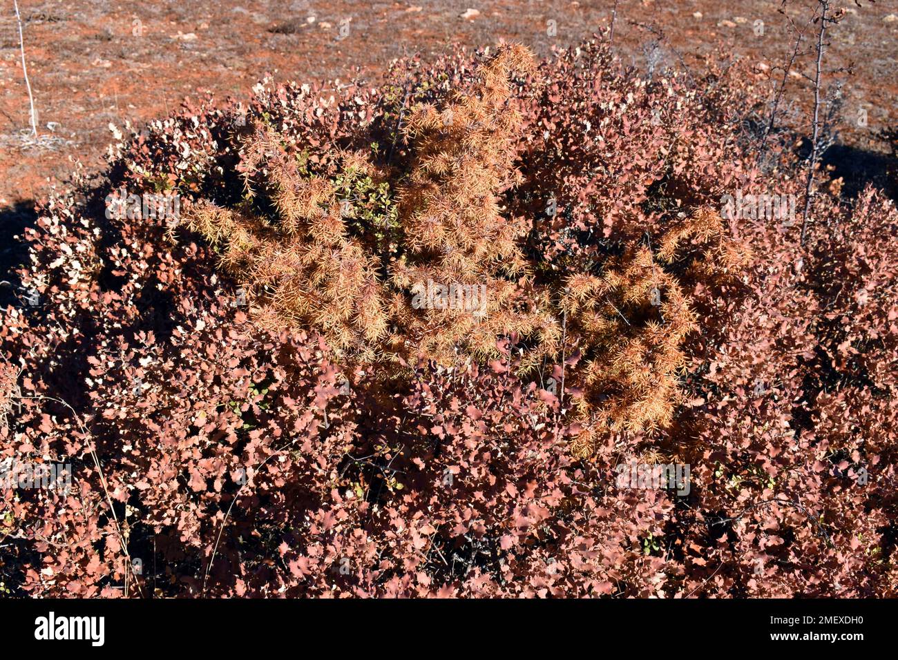 Quercia di lecci (Quercus ilex) e ginepro (Juniperus communis) secca a causa della siccità e del calore Foto Stock