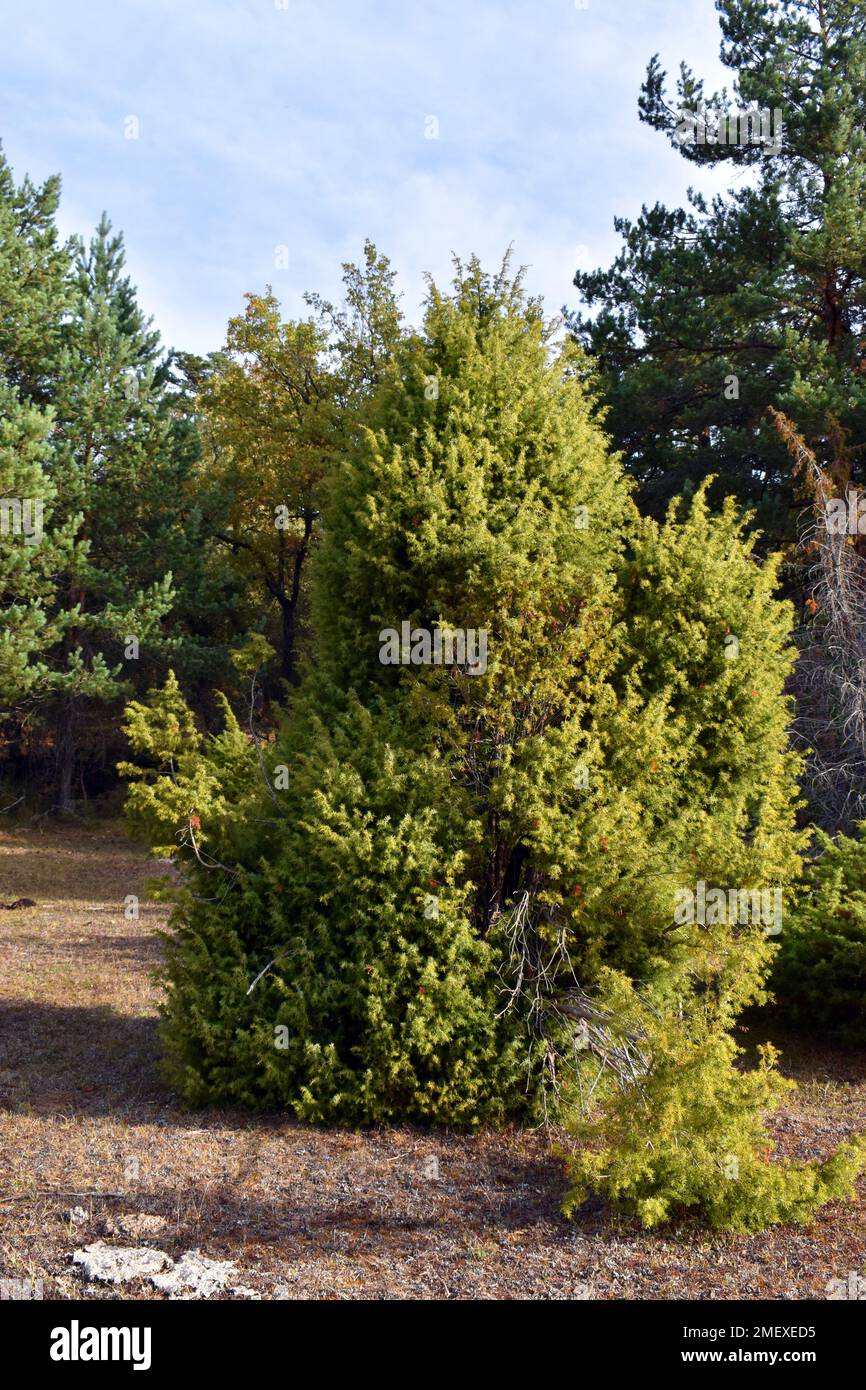 Cespugli comuni di ginepro (Juniperus communis) Foto Stock