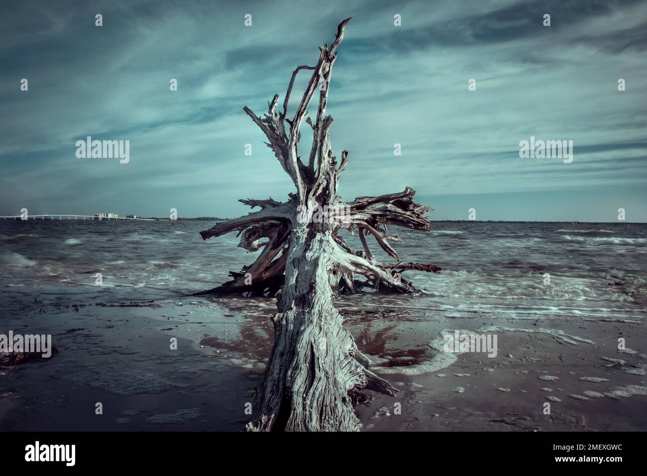 Albero morto sulla spiaggia di Sanibel Island, Florida USA Foto Stock