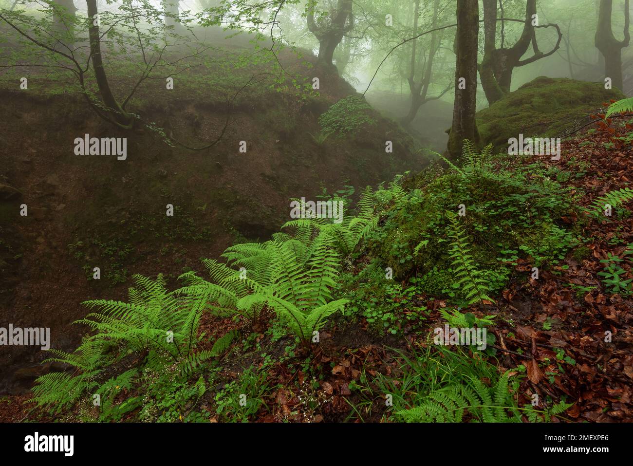 Foresta di faggi di Belaustegi, Parco naturale di Gorbea, Paesi Baschi, Spagna Foto Stock