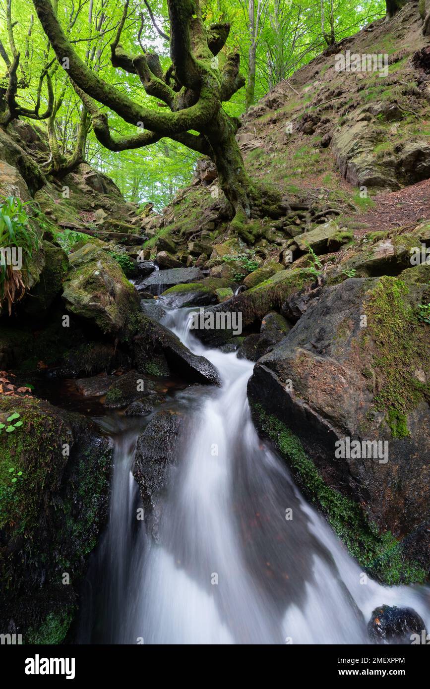 Foresta di faggi di Belaustegi, Parco naturale di Gorbea, Paesi Baschi, Spagna Foto Stock