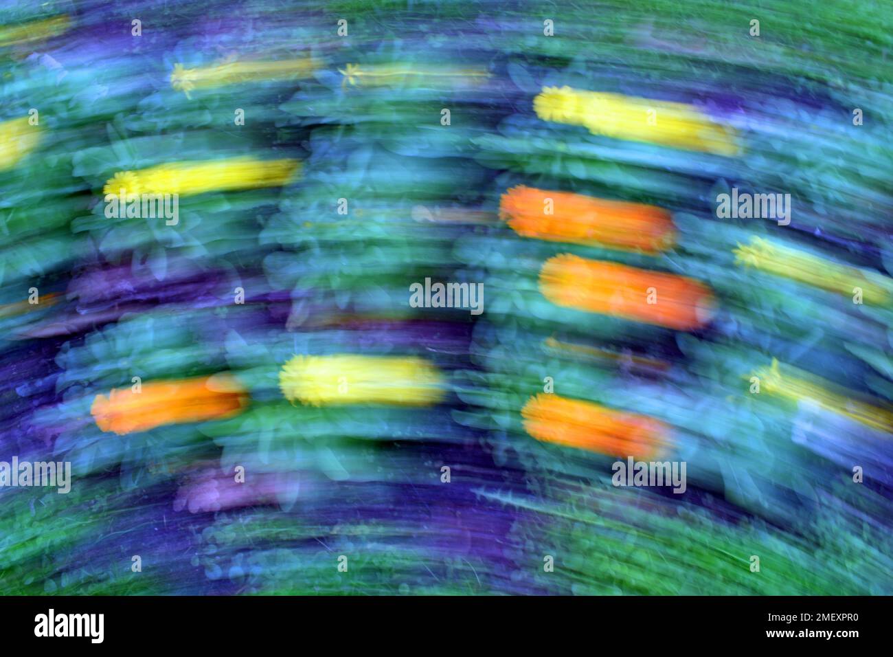 Fotografia astratta di fiori ottenuta con il movimento della fotocamera. Sfocatura intenzionale Foto Stock