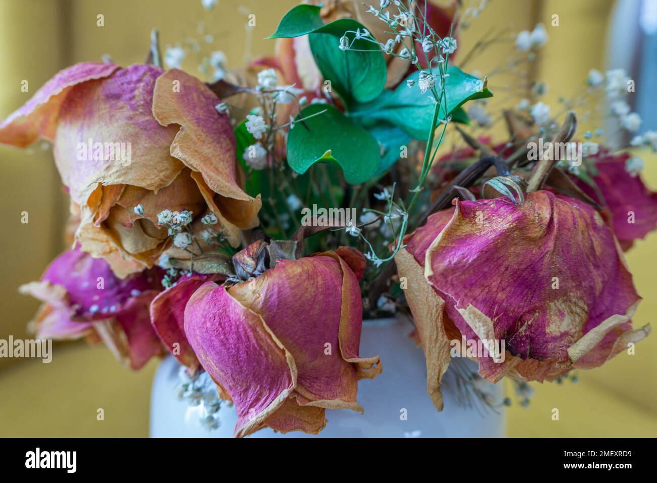 Bella disposizione di fiori secchi e foglie in un vaso bianco su sfondo giallo Foto Stock
