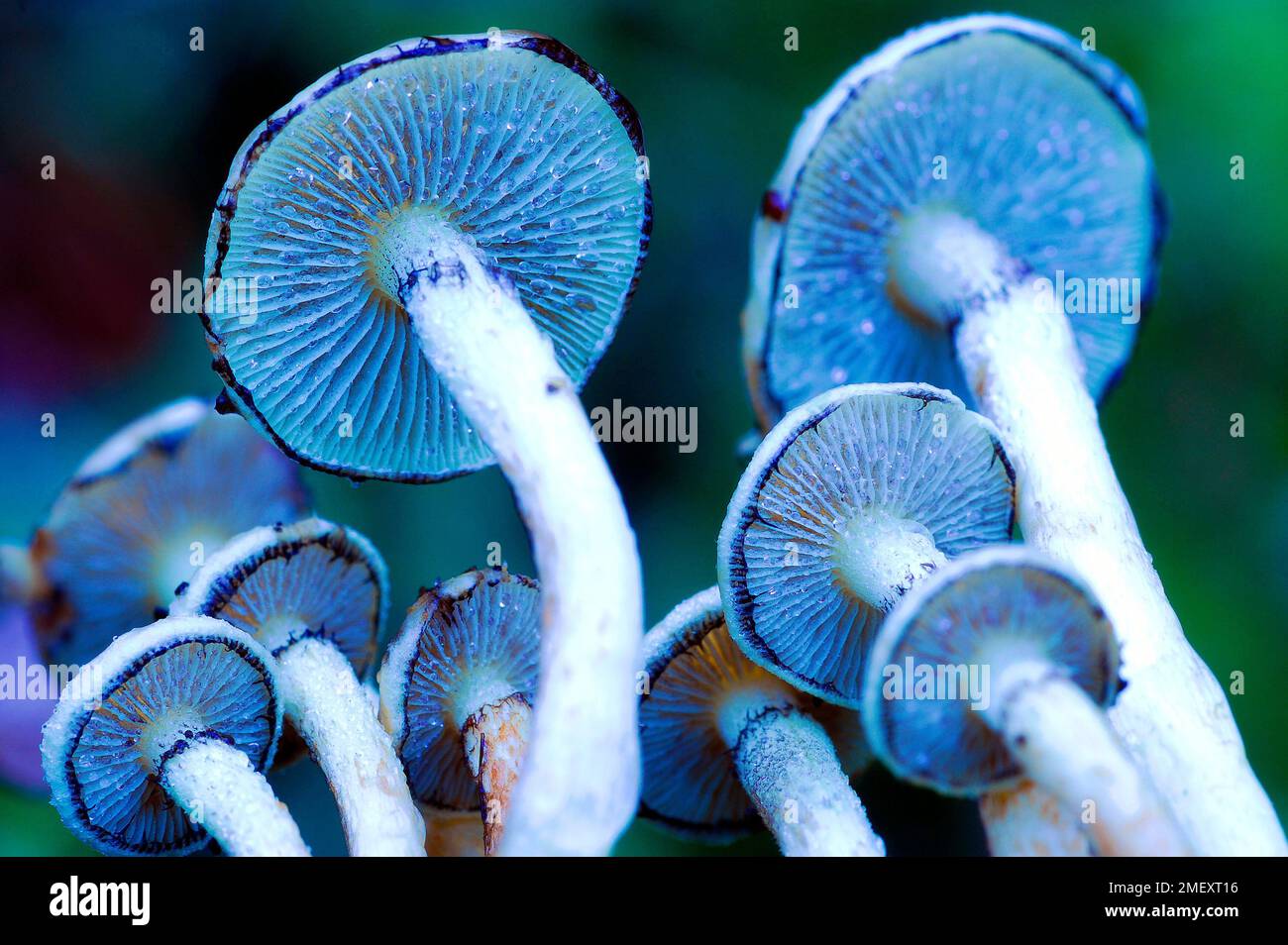 L'ipofoloma fasciculare è un fungo velenoso Foto Stock