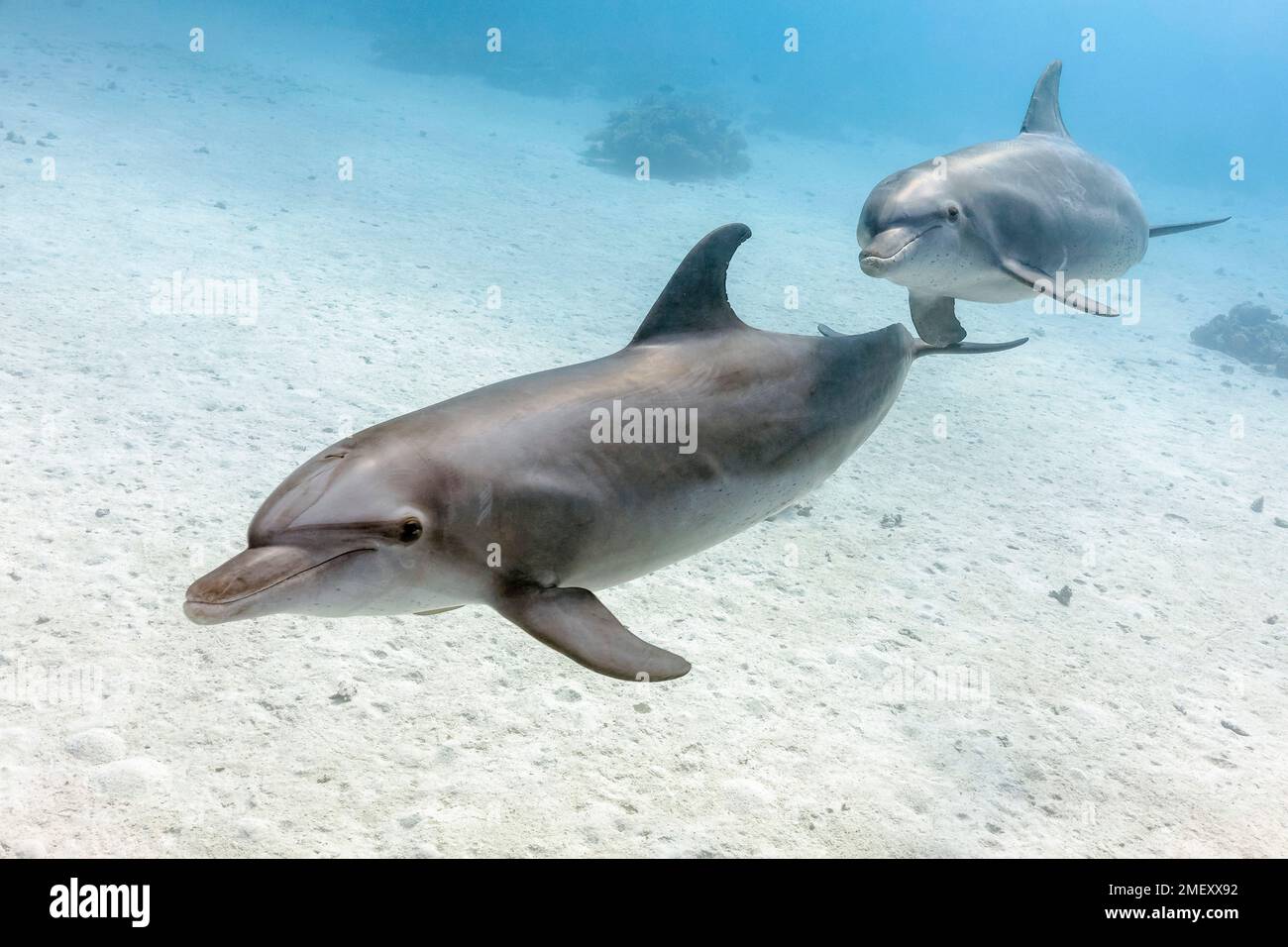 Delfino a bottiglia comune, Tursiops truncatus, Shaab El Erg, El Gouna, Mar Rosso, Egitto, Mar Rosso, Oceano Indiano Foto Stock