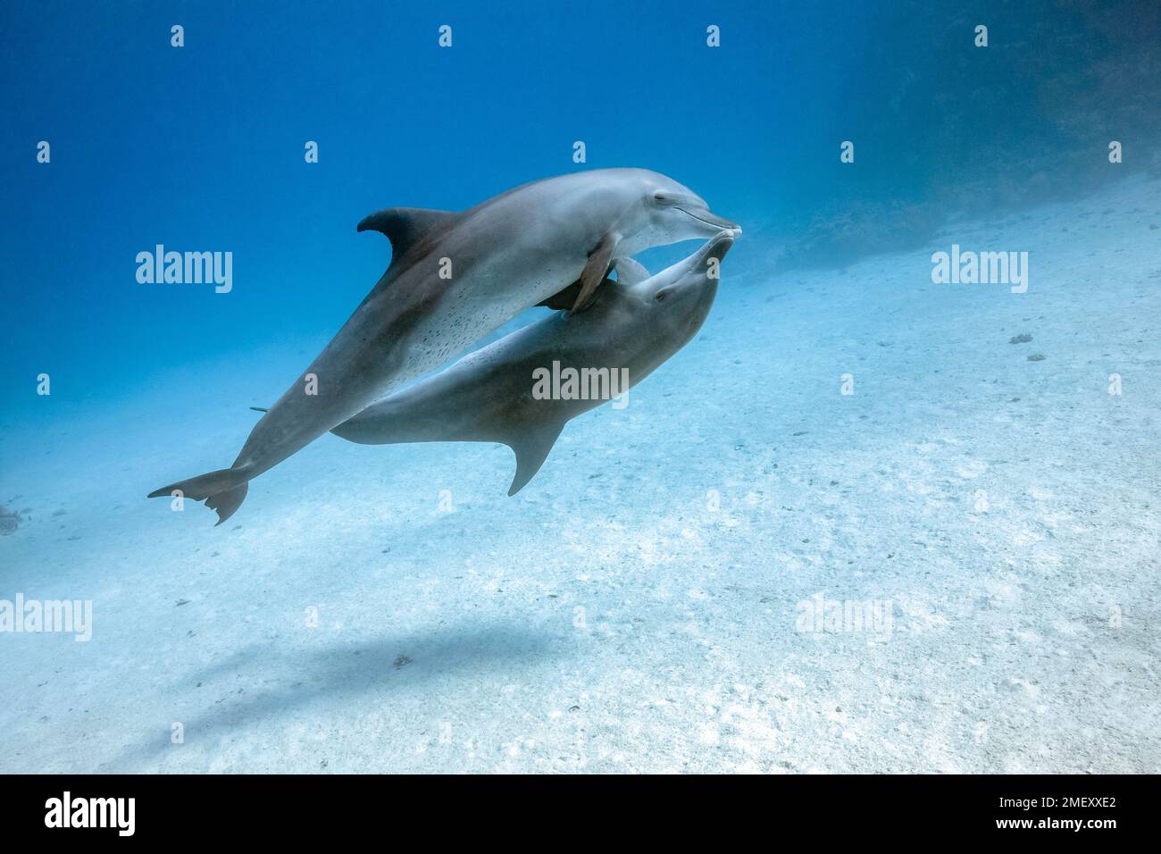 Delfino a bottiglia comune, Tursiops truncatus, Shaab El Erg, El Gouna, Mar Rosso, Egitto, Mar Rosso, Oceano Indiano Foto Stock