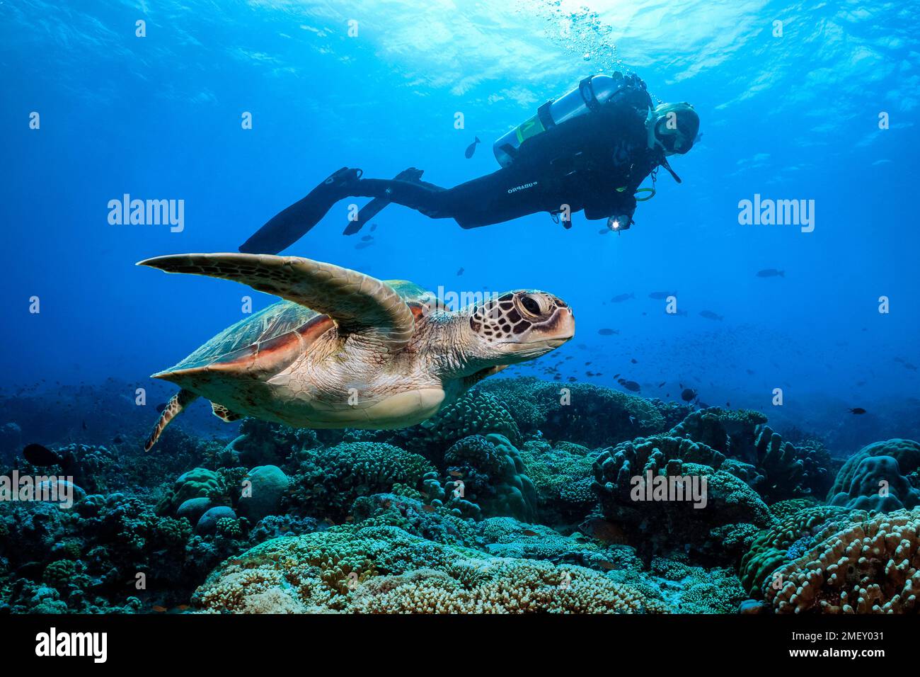 Tartaruga di mare verde, Chelonia mydas, e immersioni subacquee, Parco Naturale di Tubataha, Parco Naturale delle barriere coralline di Tubataha, Sito Patrimonio dell'Umanità dell'UNESCO, Palawan, Philippi Foto Stock