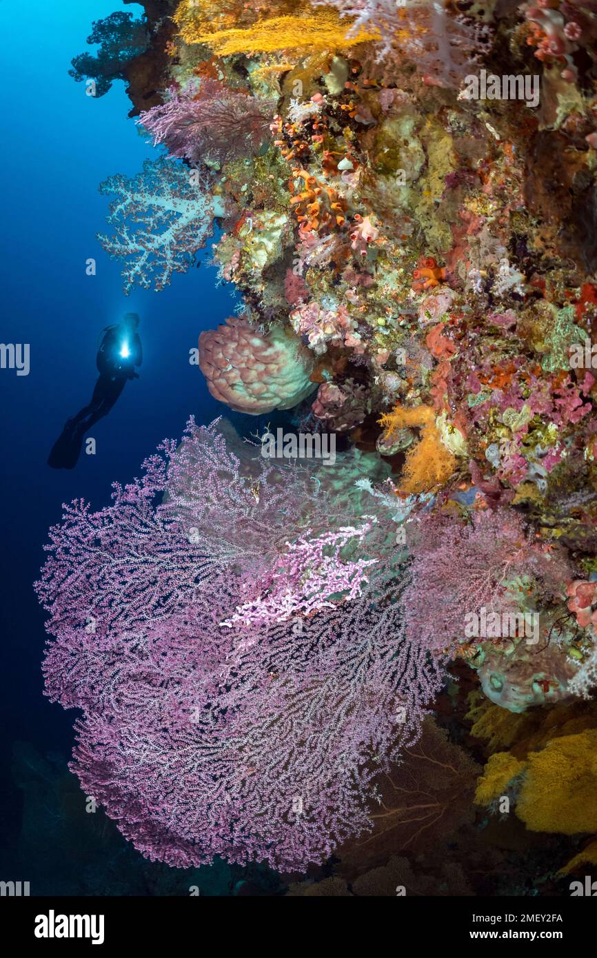 Atollo della barriera corallina di tubbataha immagini e fotografie