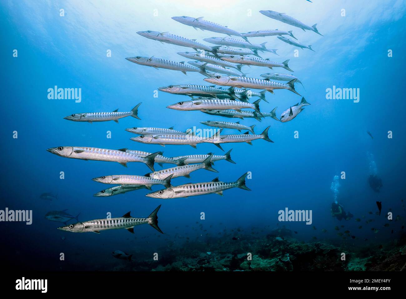 blackfin barracuda, Sphyraena qenie, scolarizzazione, Ambon, Maluku, Indonesia, Mare di banda, Oceano Indo-Pacifico Foto Stock