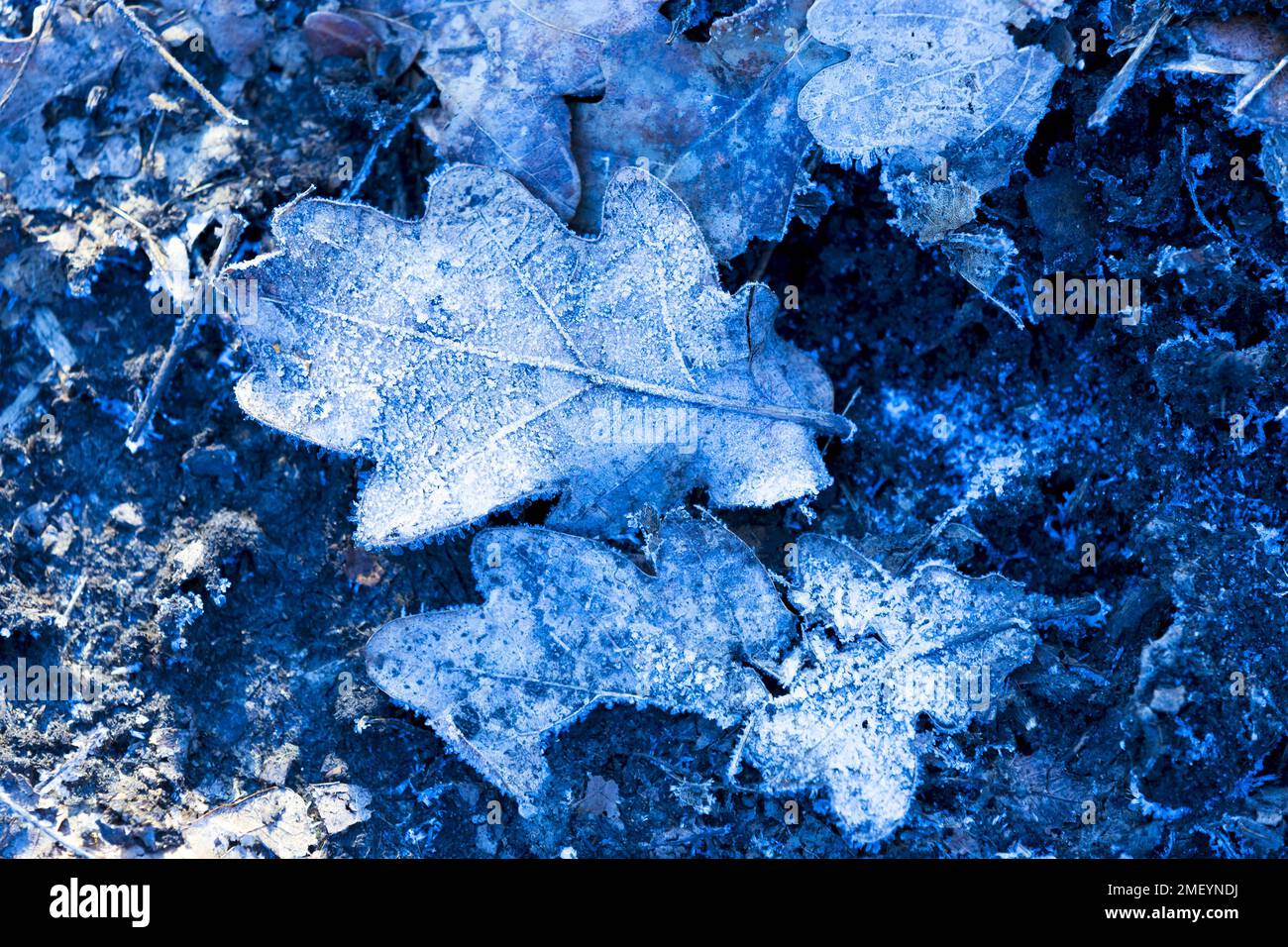 vecchie foglie di quercia ghiacciate sul terreno nella foresta Foto Stock