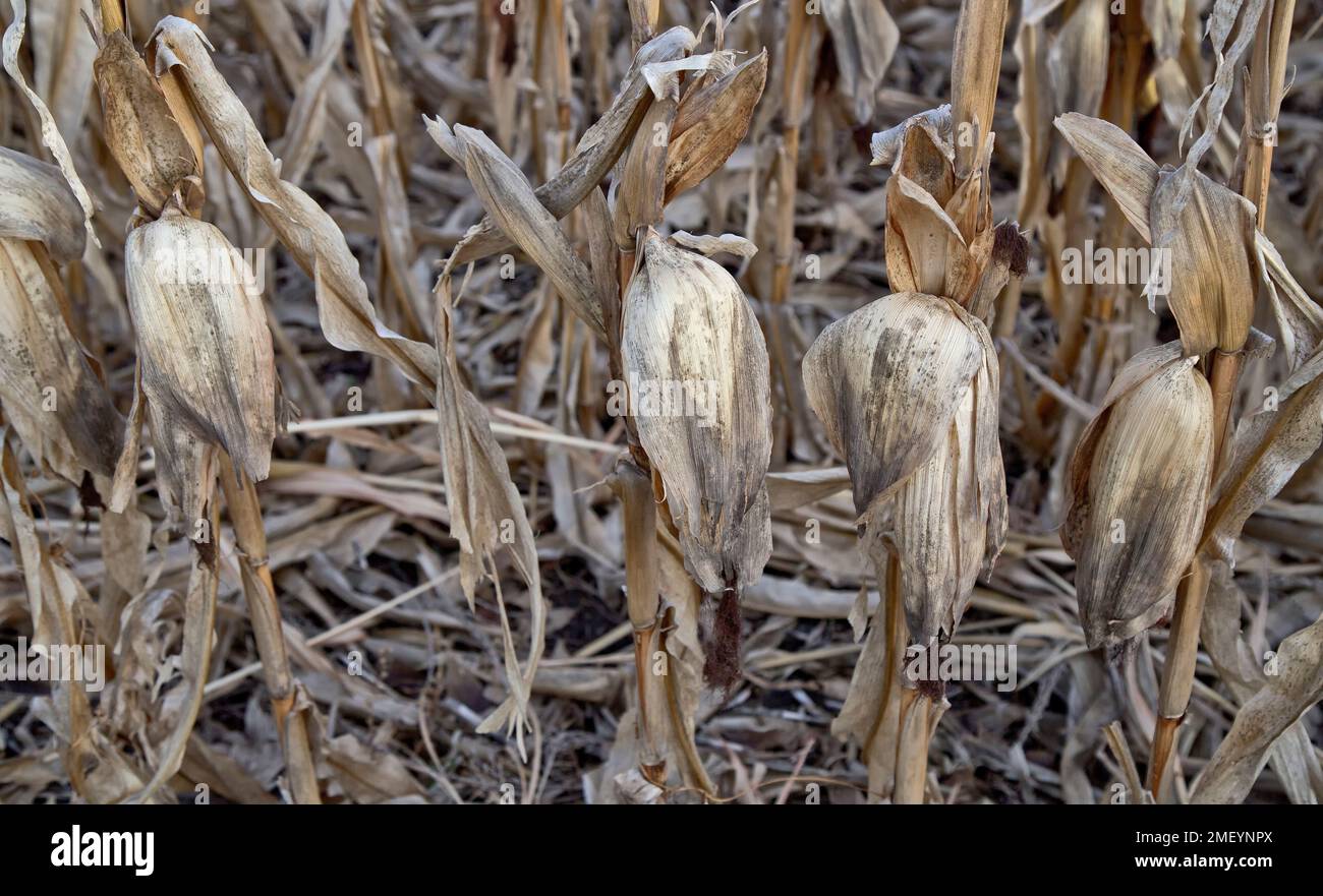 Spighe di mais "Zea mays" su stocchi, guasto del raccolto sul campo, mancanza di pioggia, Kansas. Foto Stock