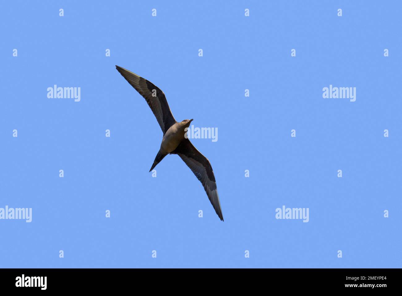 skua artica / skua parassita / jaeger parassita / jaeger artico (Stercorarius parasiticus), morfo scuro in volo contro il cielo blu in estate, Islanda Foto Stock