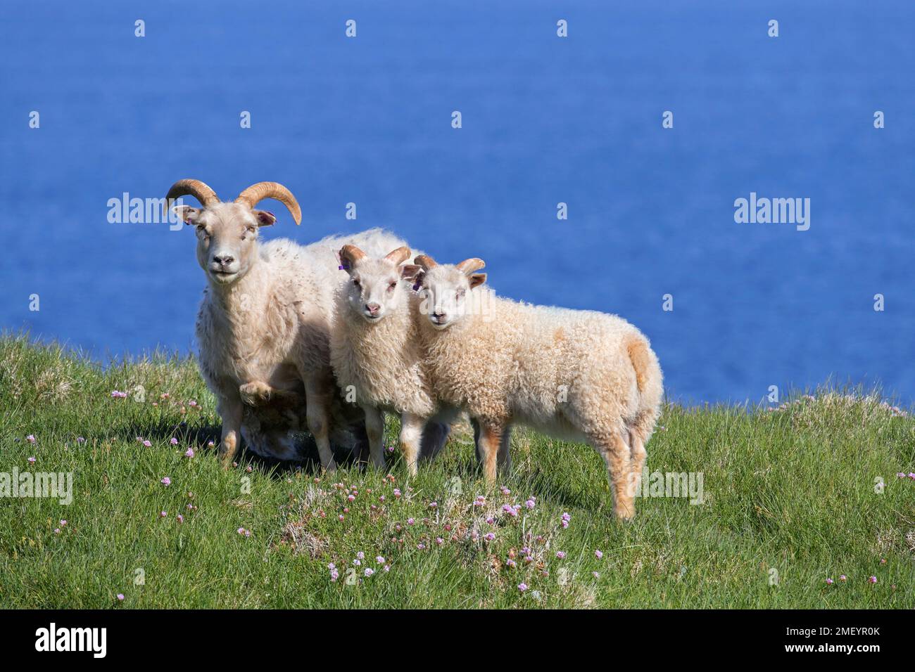 Pecora islandese con due agnelli in prato sulla cima della scogliera in estate, Islanda Foto Stock