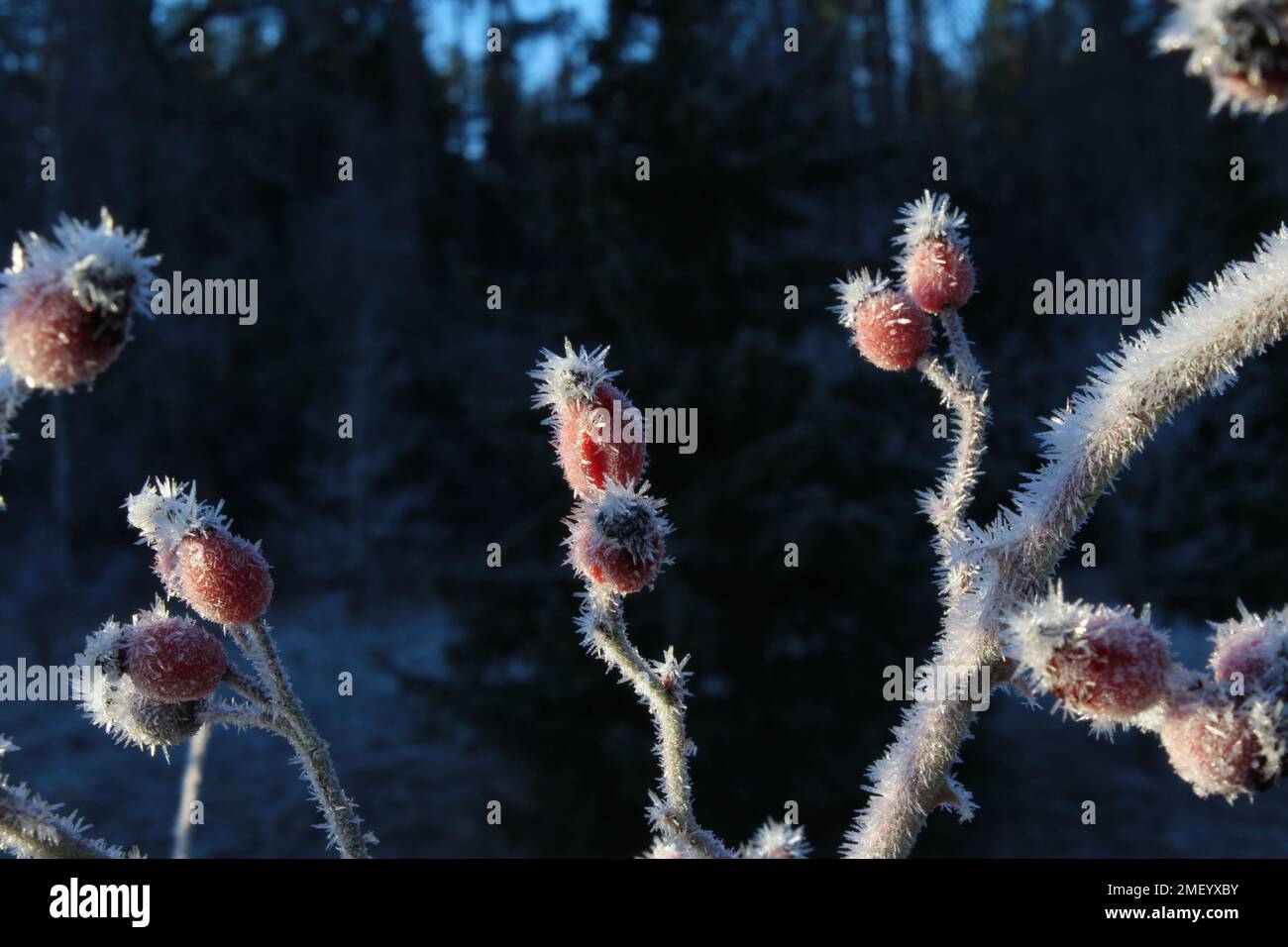 Fianchi di rosa congelati in inverno Foto Stock