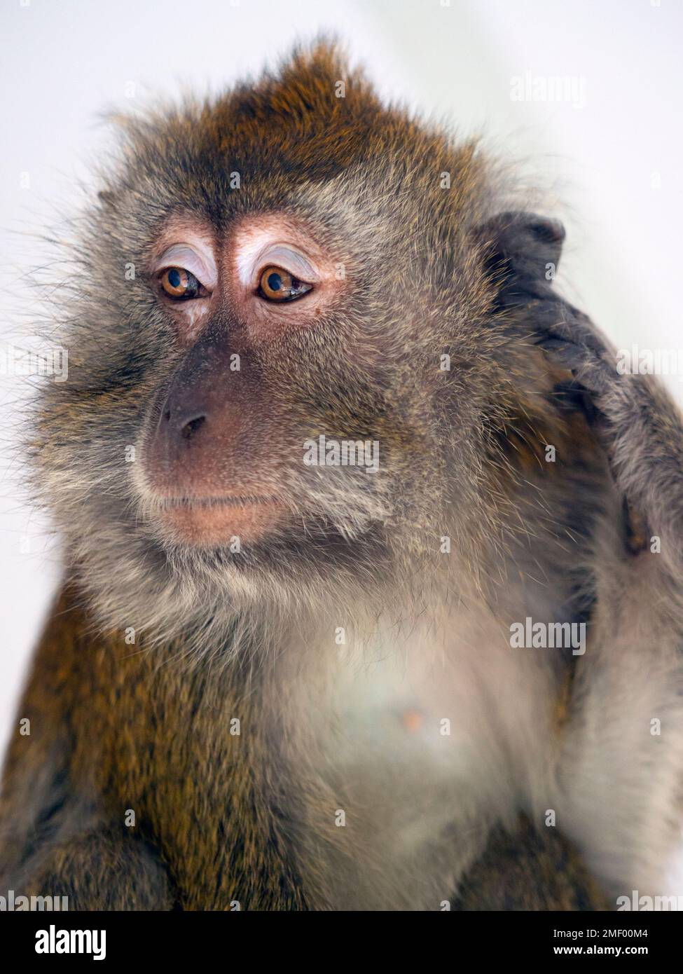 Crab-eating Macaque Macaca fasdicularis ritratto Foto Stock