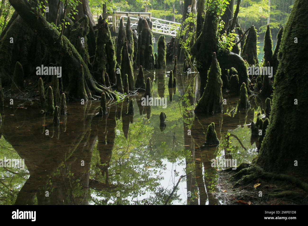 Alberi di cipresso con le ginocchia al Morrison Springs County Park, Florida, Stati Uniti Foto Stock Alberi di cipresso con le ginocchia al Morrison Springs County Park, Florida, Stati Uniti Foto Stock