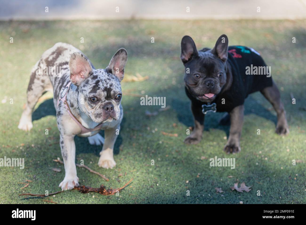 Blue-Merle e Blue French Bulldogs socializzanti. Parco per cani fuori dal guinzaglio nella California settentrionale. Foto Stock