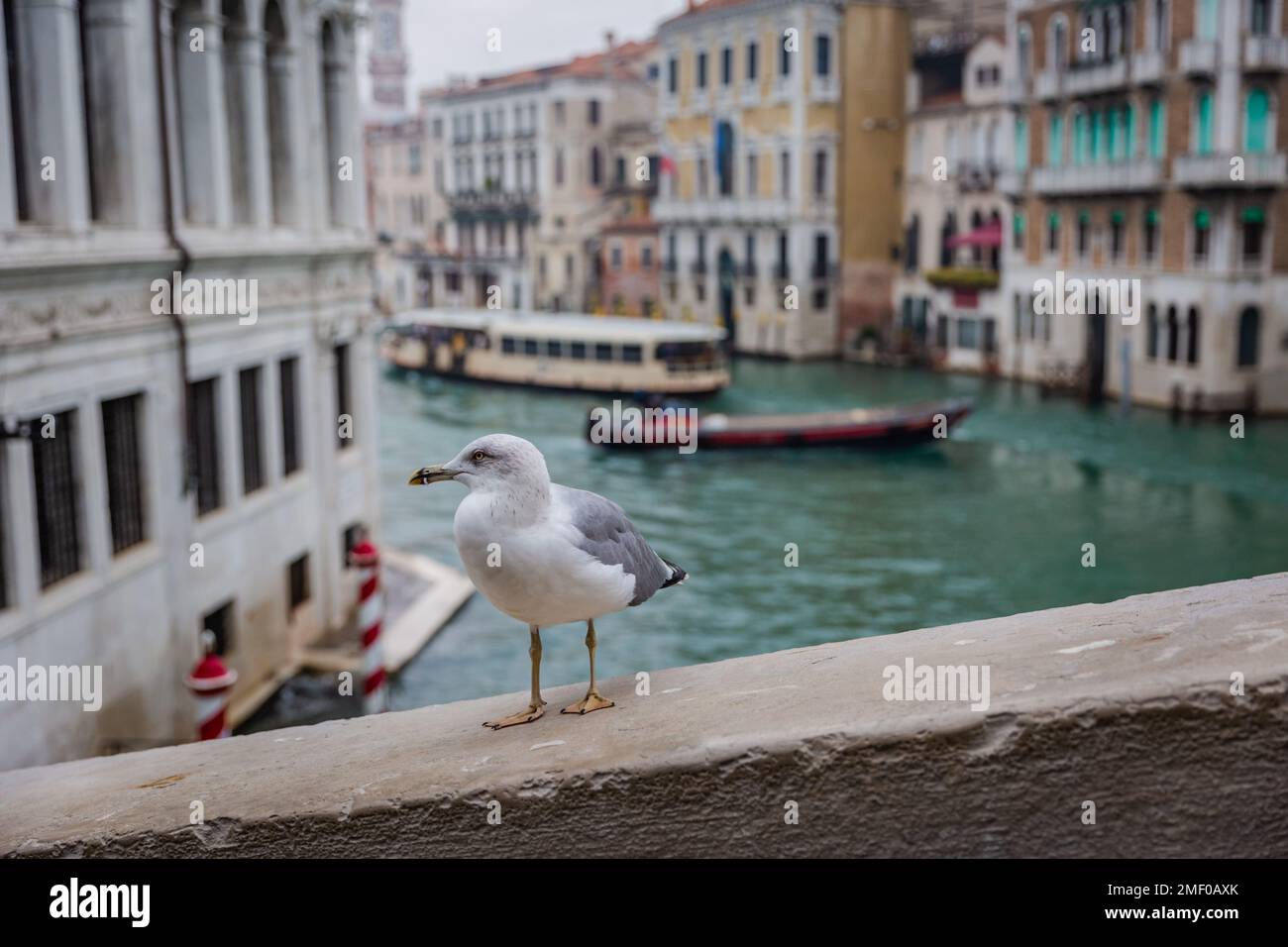 Gabbiano solitario in piedi su un muro di pietra, con gondola e barche nel canale in lontananza, Venezia, Italia. Foto Stock