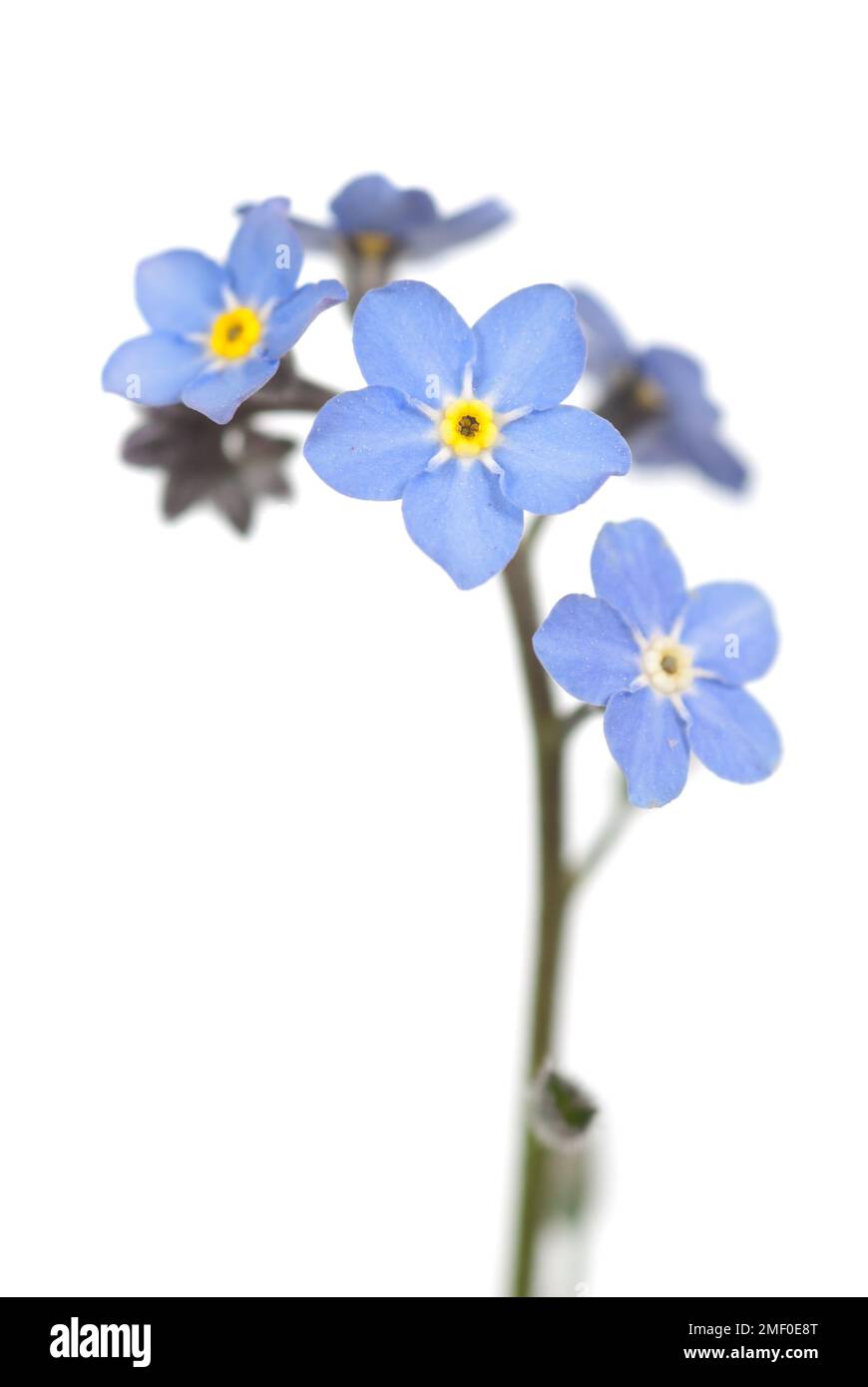 Forget-me-non fiore primo piano sul bianco Foto Stock