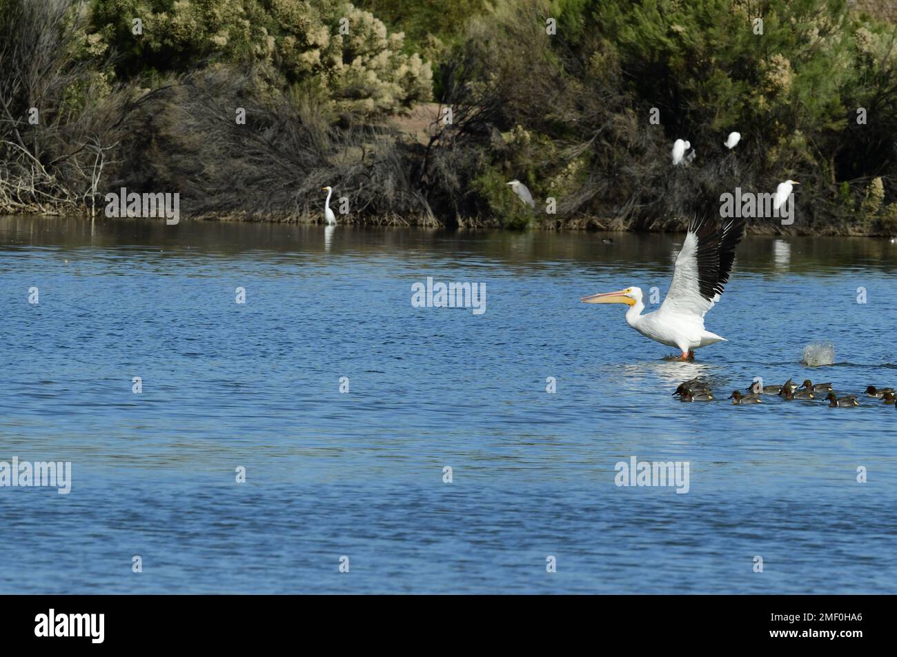 grande pelican bianco che atterra sullo stagno Foto Stock