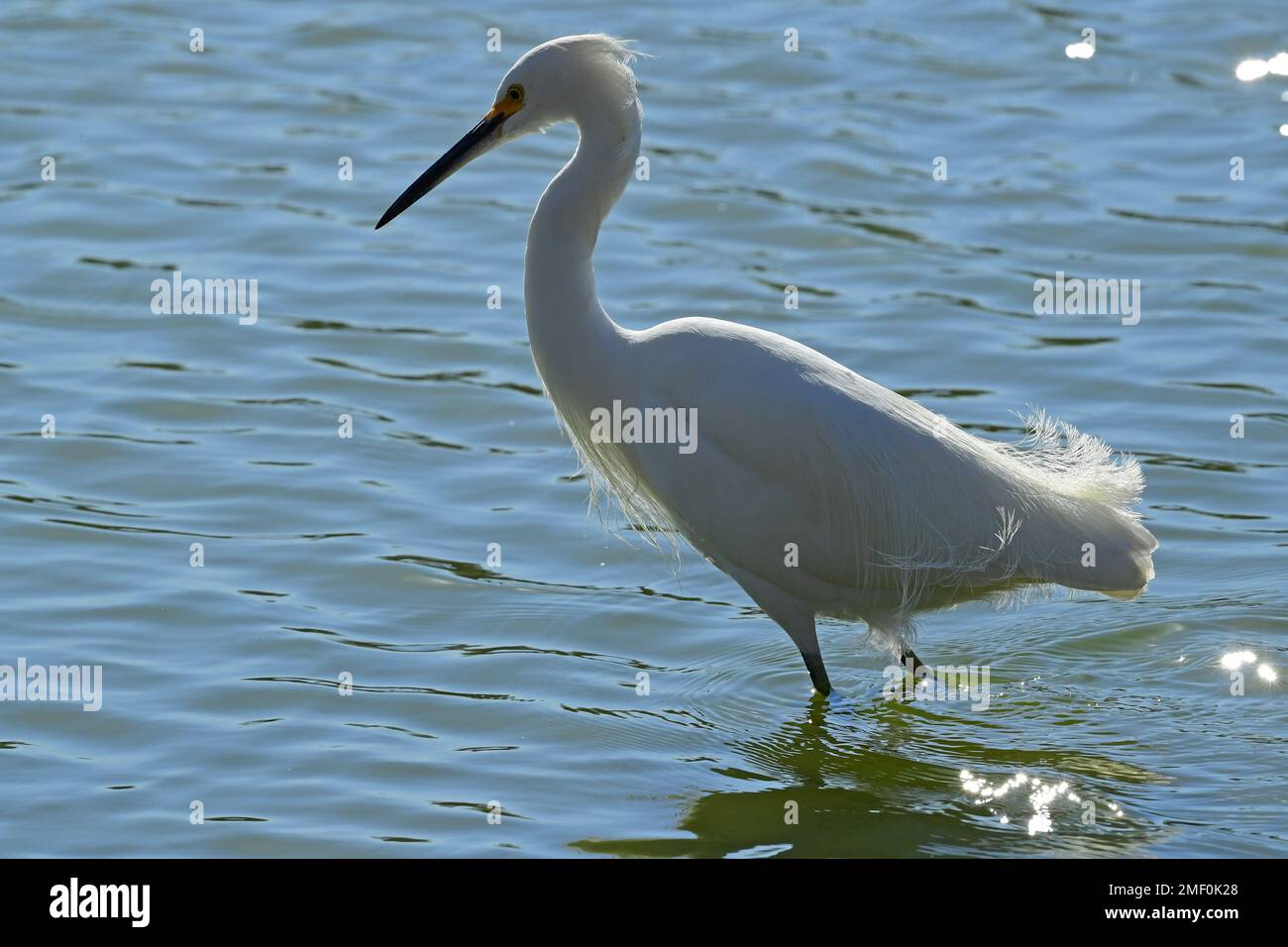 Grande Egret bianco Foto Stock