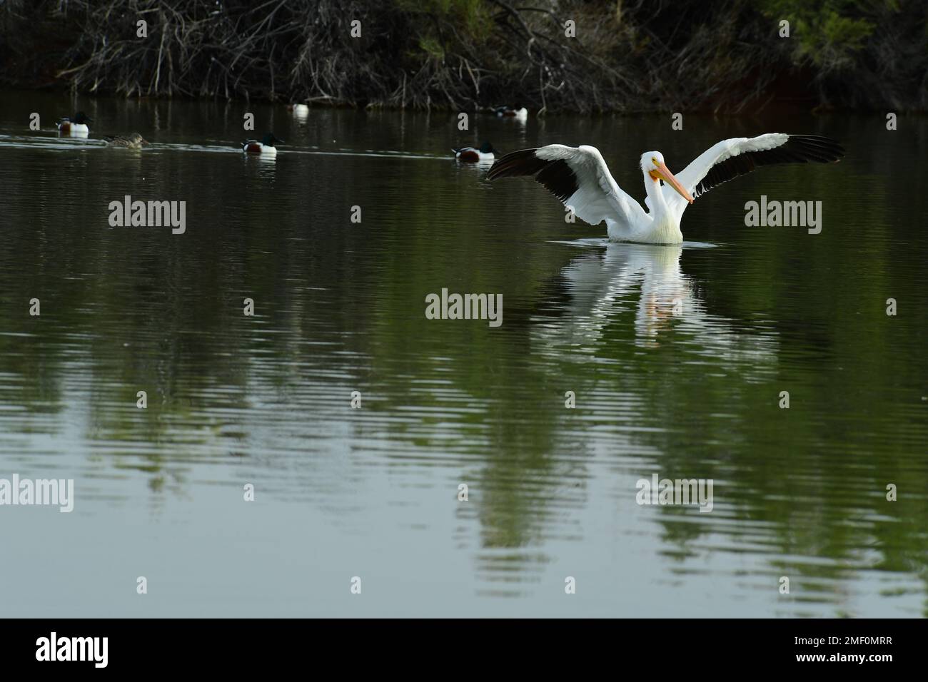 Great White Pelican Foto Stock