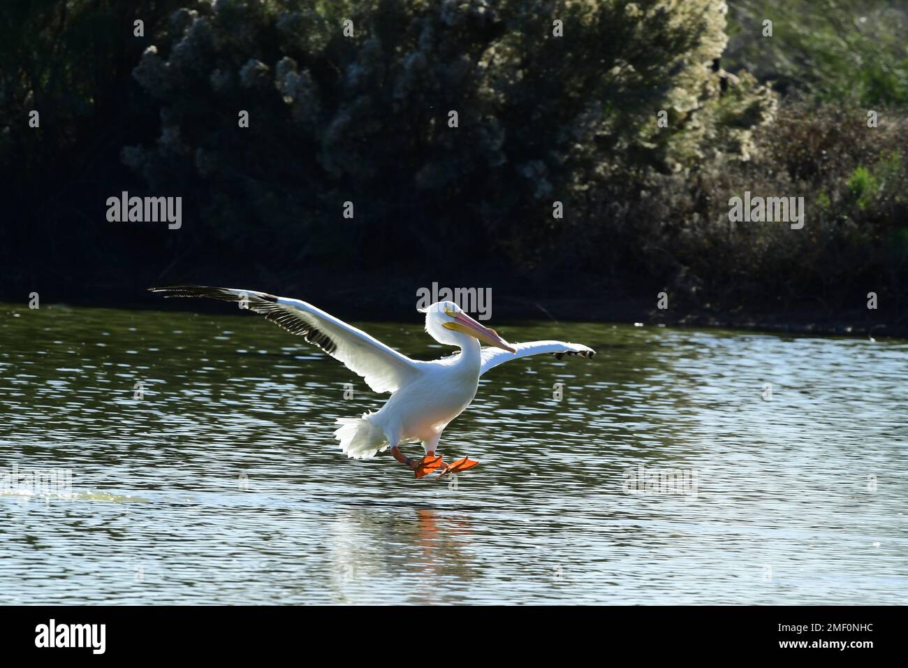 Grande Pelican bianco in volo che atterra su uno stagno Foto Stock