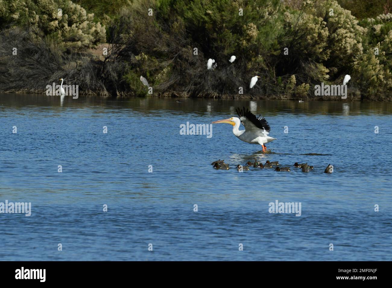 Grande Pelican bianco in volo che atterra su uno stagno Foto Stock