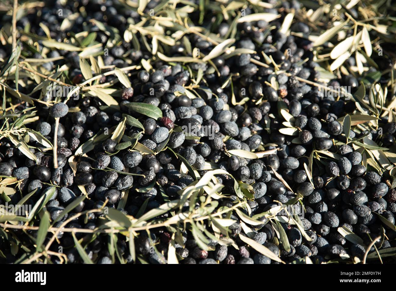 Olive durante la vendemmia , appena raccolte in rete durante la vendemmia . Foto di alta qualità Foto Stock