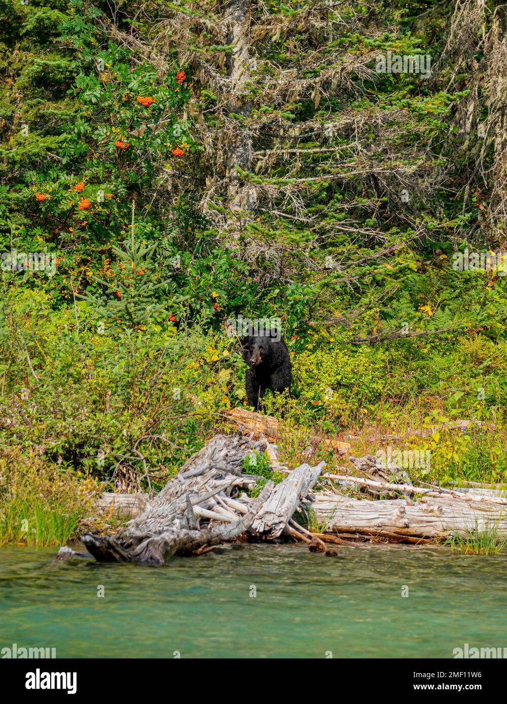 Black Bear al Glacier National Park nel Montana, USA. Bacche d'arancia, acqua blu e fauna selvatica in montagna. Foto Stock