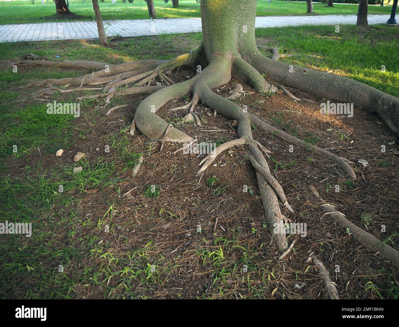 Le radici dell'albero di seta di Floss sul terreno. Corisia speciosa. Foto Stock